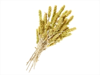 GRIECHISCHER BERGTEE - ganze Rispen - Lose Kräuter